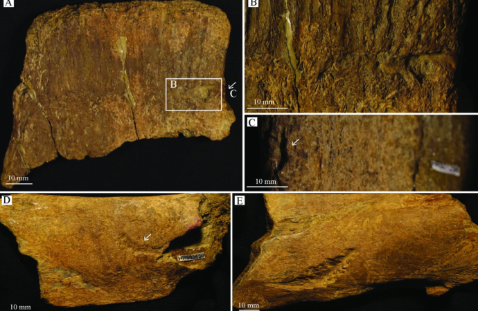 A T.rex bit a duck-billed dinosaur and we can still see the teeth marks