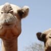Africa’s camels are dying from extreme heat as temperatures soar
