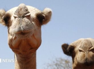 Africa’s camels are dying from extreme heat as temperatures soar