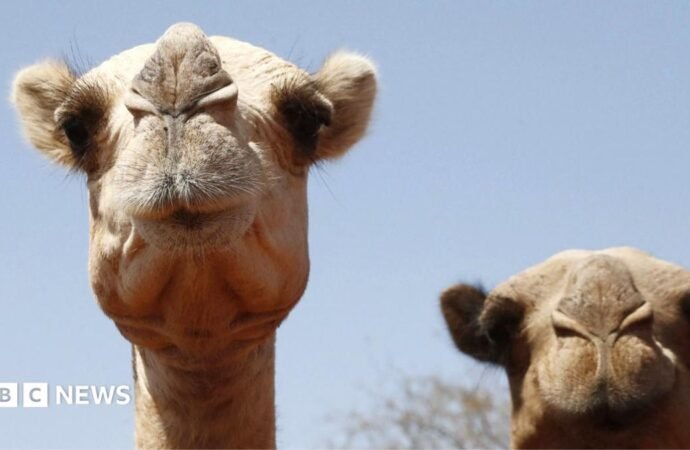 Africa’s camels are dying from extreme heat as temperatures soar