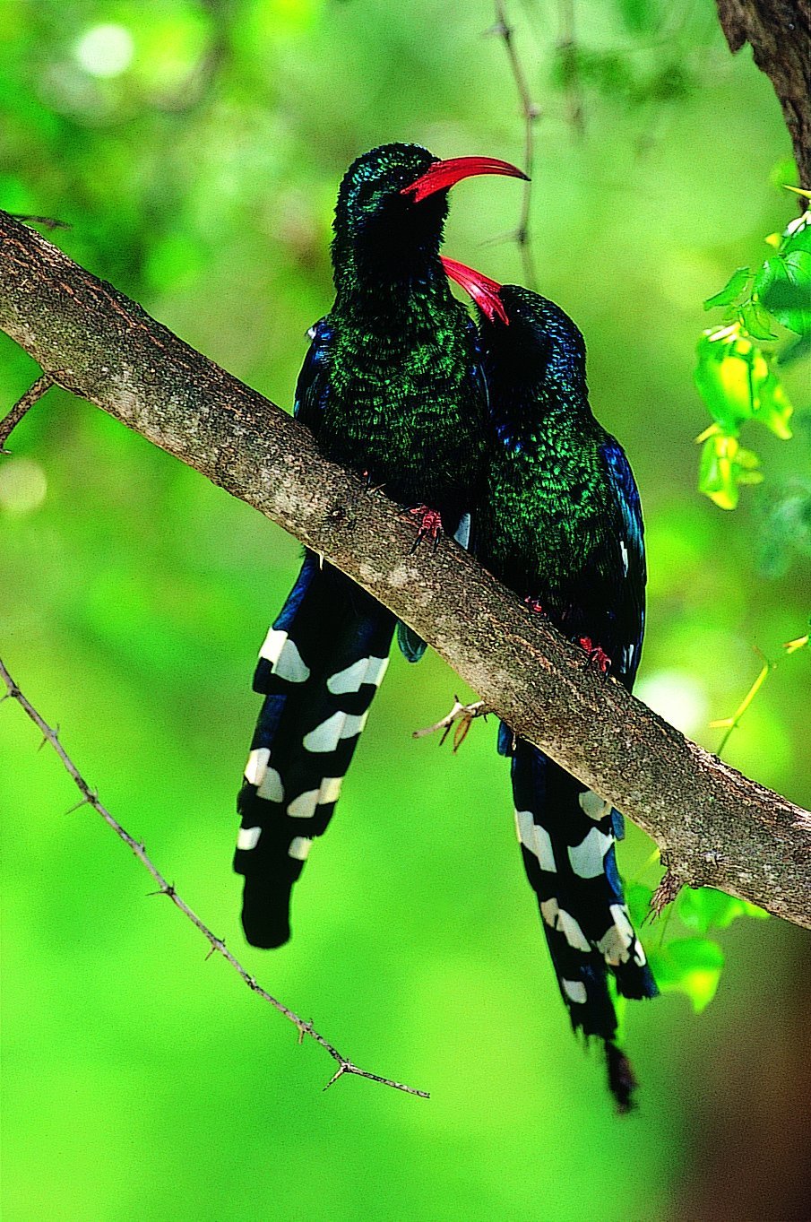 two birds preening