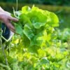 Are you still avoiding salads because of the cyclospora outbreak? Experts say you may have to wait a while.