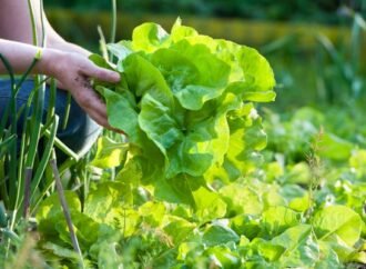 Are you still avoiding salads because of the cyclospora outbreak? Experts say you may have to wait a while.