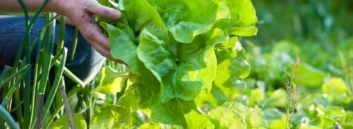 Are you still avoiding salads because of the cyclospora outbreak? Experts say you may have to wait a while.
