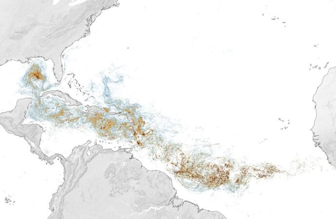 Assessing the sargassum belt – NASA Science