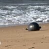 Australia investigates mysterious space balls that appeared on the beach
