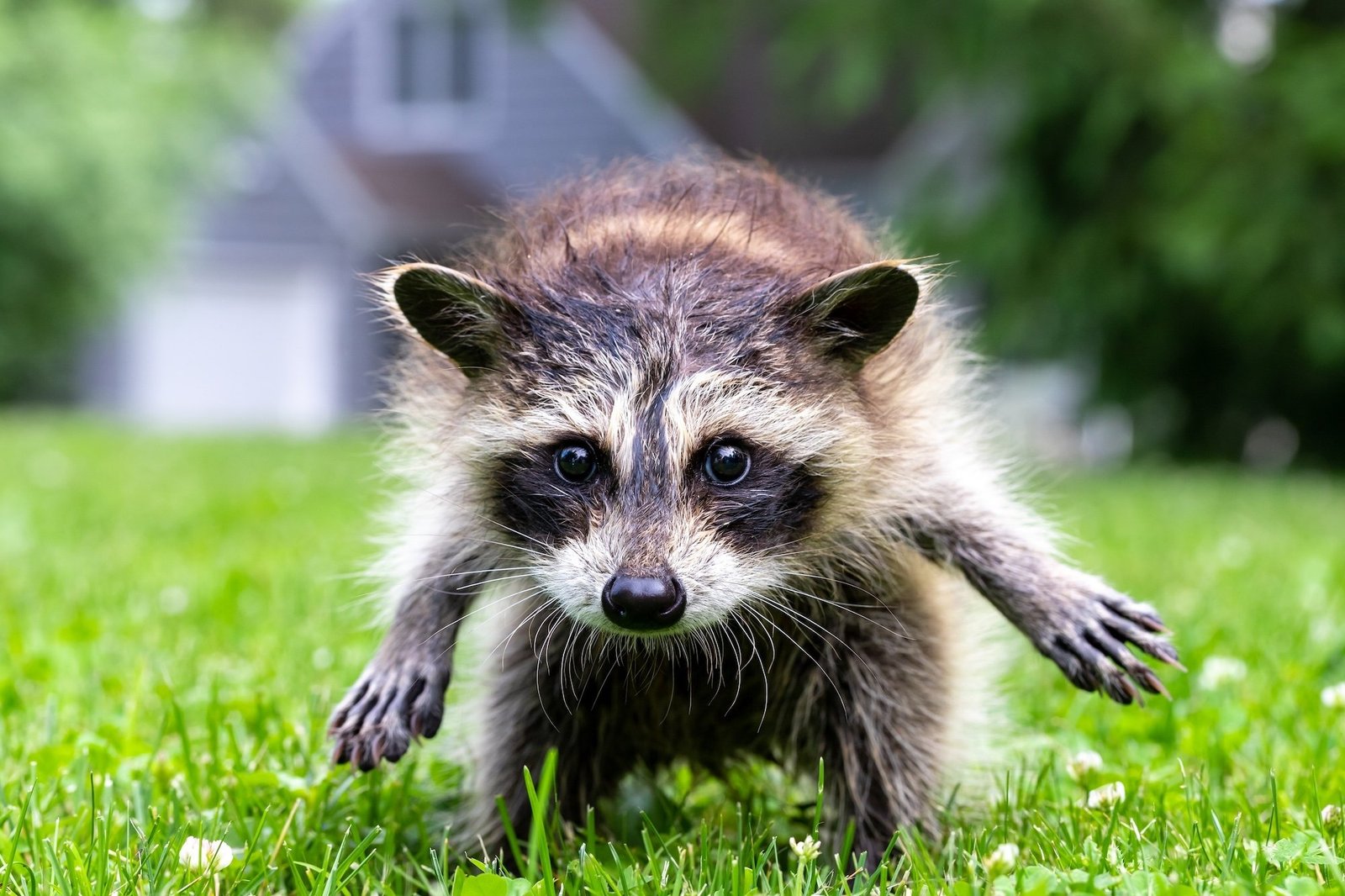 Baby raccoon on the grass looking at the camera. It's a little wet.