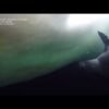 Baby seal gets a swimming lesson