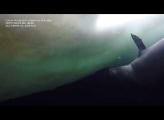 Baby seal gets a swimming lesson