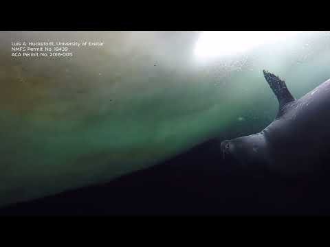 Baby seal gets a swimming lesson