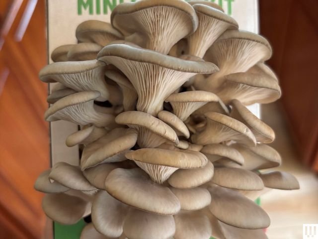Image may contain: Agaric, Amanita, Mushroom, Mushroom and Plant