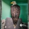 Bald eagle believed to be Jackie healing in Ojai