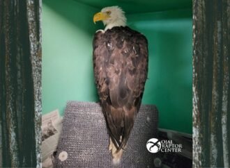 Bald eagle believed to be Jackie healing in Ojai