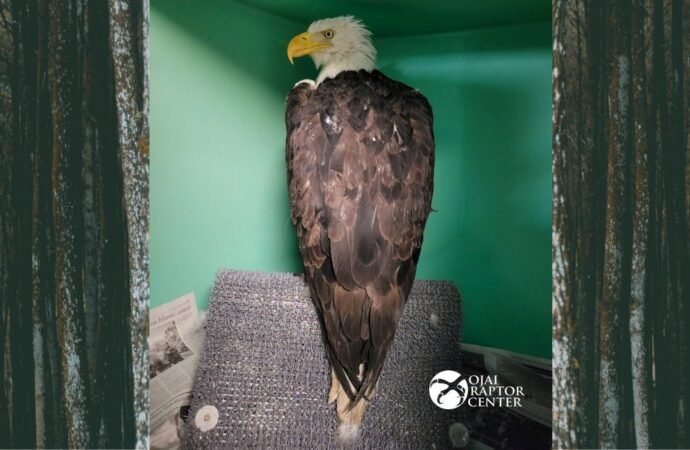 Bald eagle believed to be Jackie healing in Ojai