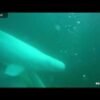 Beluga whale live cam launched. HURRAH!