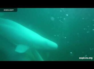 Beluga whale live cam launched. HURRAH!