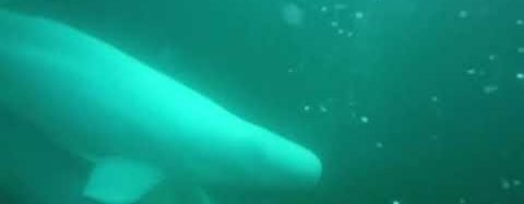 Beluga whale live cam launched. HURRAH!