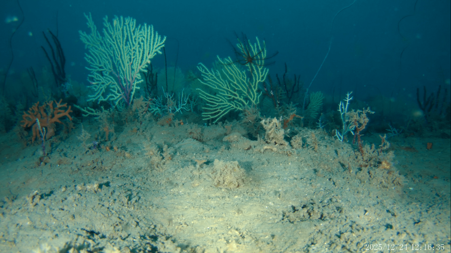 Photo of deep sea coral reef