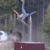 Bison charges at elderly man in Yellowstone and throws him into the sky