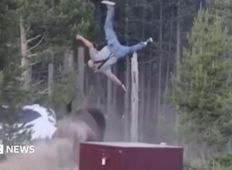 Bison charges at elderly man in Yellowstone and throws him into the sky