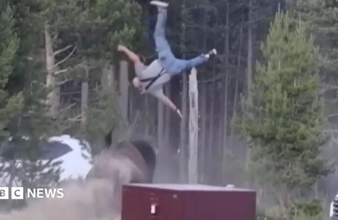 Bison charges at elderly man in Yellowstone and throws him into the sky