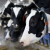 Canada’s ‘powerful’ dairy sector is in Trump’s trade crosshairs