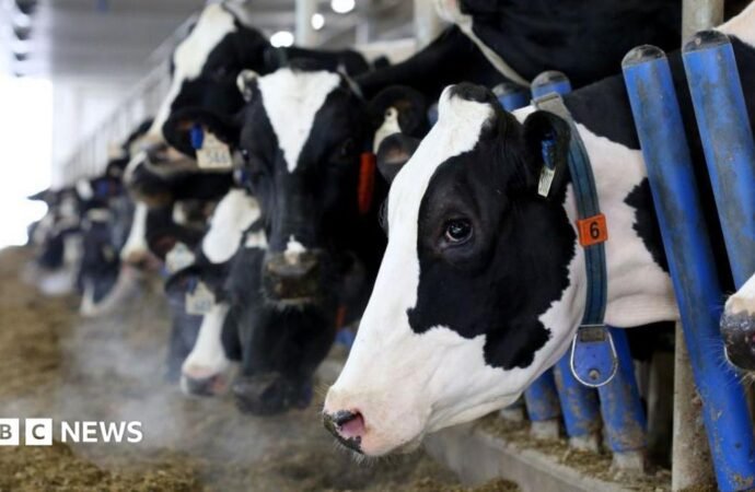 Canada’s ‘powerful’ dairy sector is in Trump’s trade crosshairs