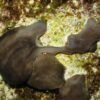 Chicken Kidney Sponges Clean Dirty Water Surprisingly Well