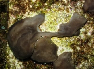 Chicken Kidney Sponges Clean Dirty Water Surprisingly Well