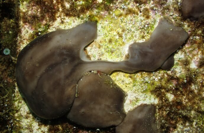 Chicken Kidney Sponges Clean Dirty Water Surprisingly Well