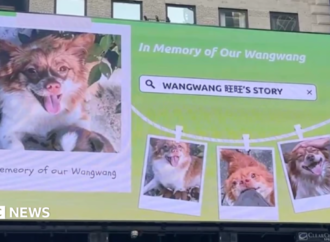 China’s animal lovers fight abuse offline and abroad
