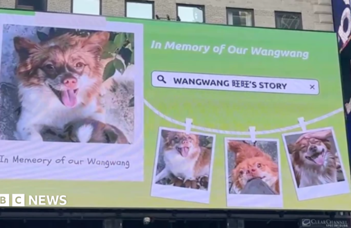 China’s animal lovers fight abuse offline and abroad