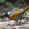 Colorful songbirds face increased risk of extinction