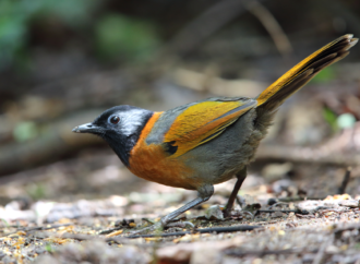 Colorful songbirds face increased risk of extinction