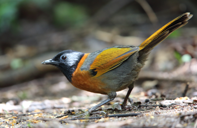 Colorful songbirds face increased risk of extinction