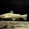 Contagious cancer found in North American catfish
