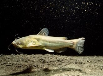 Contagious cancer found in North American catfish