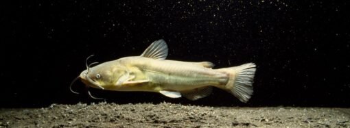 Contagious cancer found in North American catfish