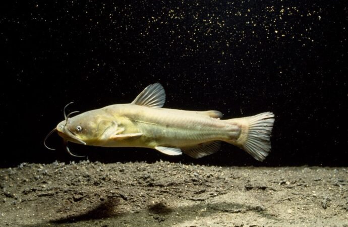 Contagious cancer found in North American catfish