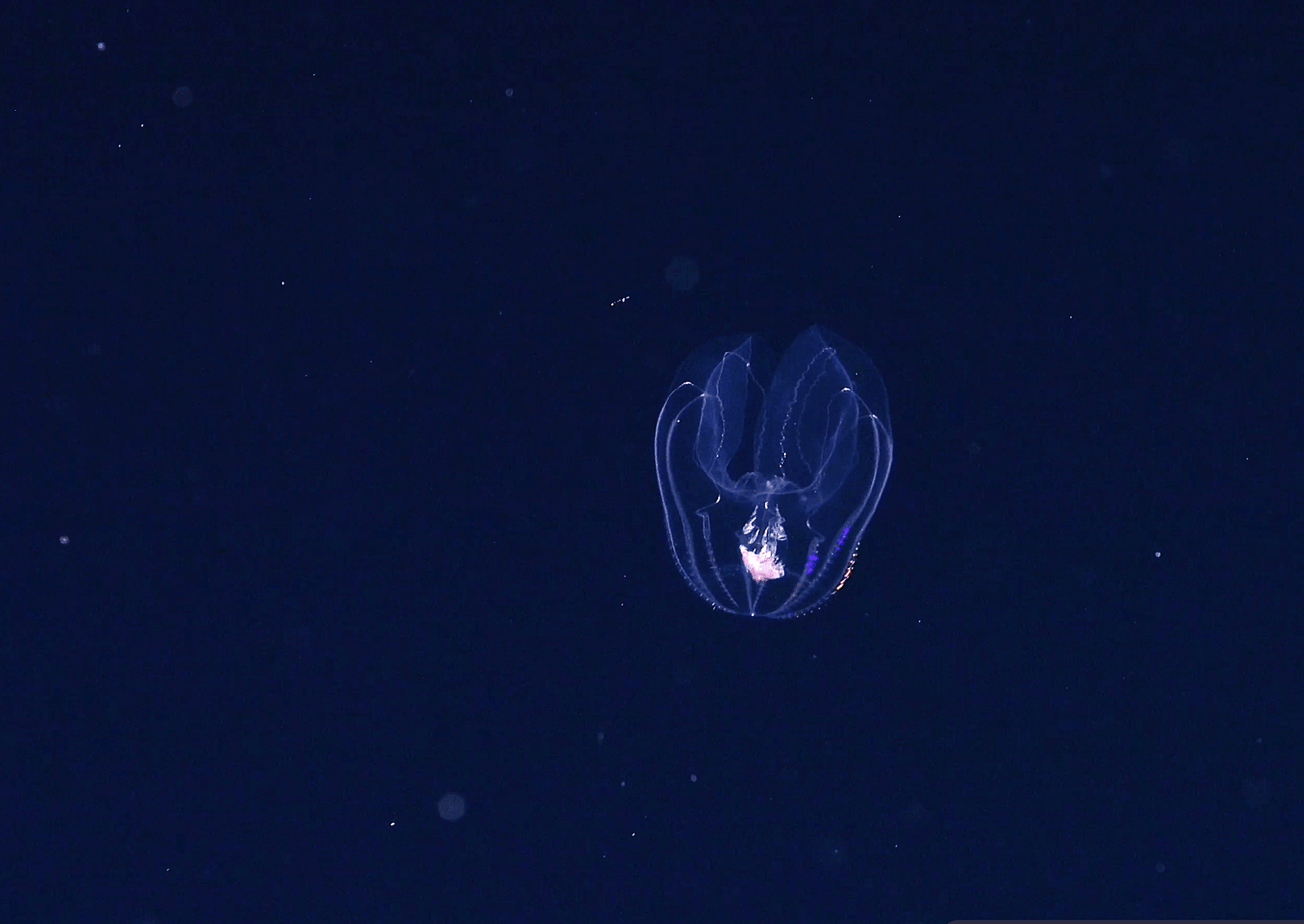 a translucent circular fish