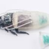‘Cyborg’ cockroaches breathe underwater in a printed suit