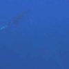 Daily Briefing: Orcas rip sunfish to shreds