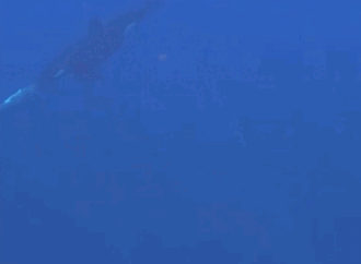 Daily Briefing: Orcas rip sunfish to shreds