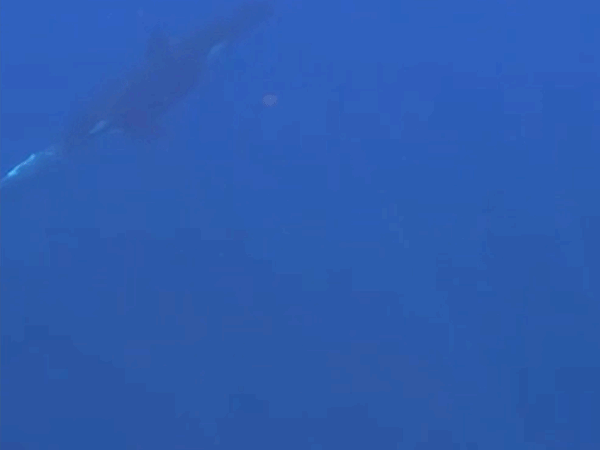 Daily Briefing: Orcas rip sunfish to shreds