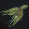 Daily Insight: A mutation allows octopuses to produce proteins with precision