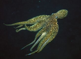 Daily Insight: A mutation allows octopuses to produce proteins with precision