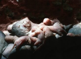 Daily Insight: Naked Mole Rat Queens Use a Scent to Stay on Top