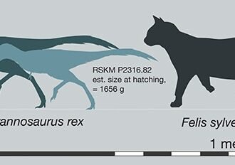 Daily Insight: T.rex babies were small but deadly