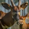 Daily information: Mountain bongos still roam the forest
