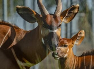 Daily information: Mountain bongos still roam the forest